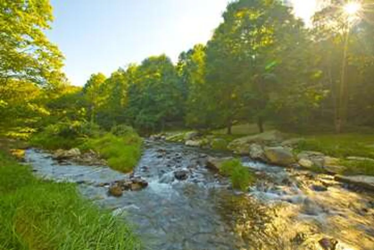 A tranquil river scene with sunlight streaming through leafy trees, rocks scattered along the banks, and the calm water inviting for fishing or peaceful nature walks. The surrounding greenery and dappled light evoke a serene, untouched wilderness—perfect for family fishing or simply enjoying the riverside atmosphere.